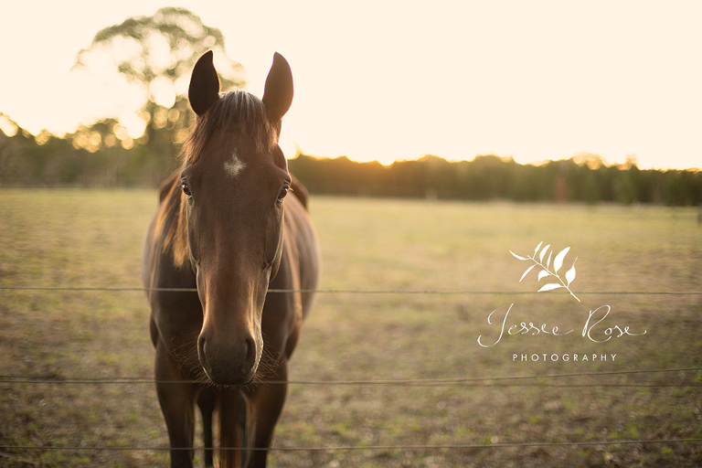 beautiful_horse_sunset
