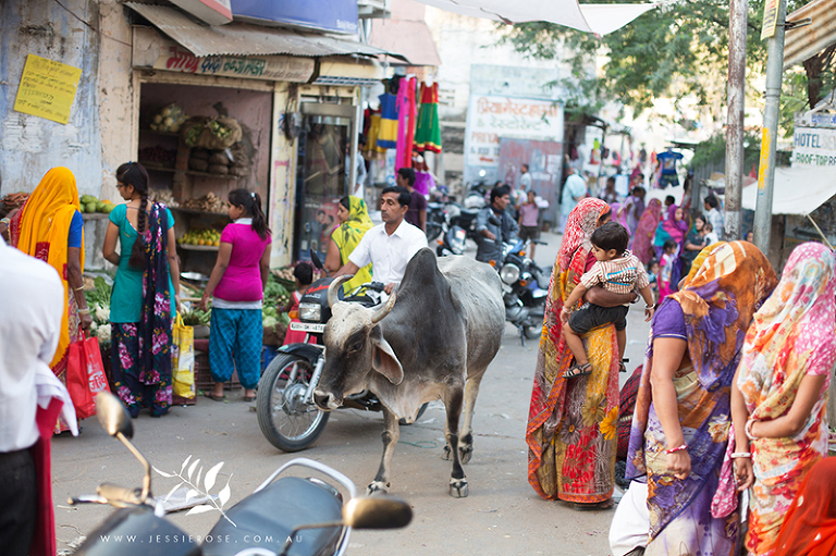 indian-cow-pushkar-streets
