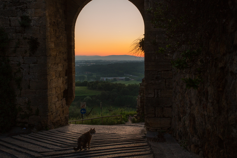 Monteriggioni sunset silhouette with cat