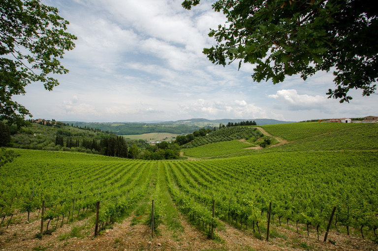 Tuscan vinyards