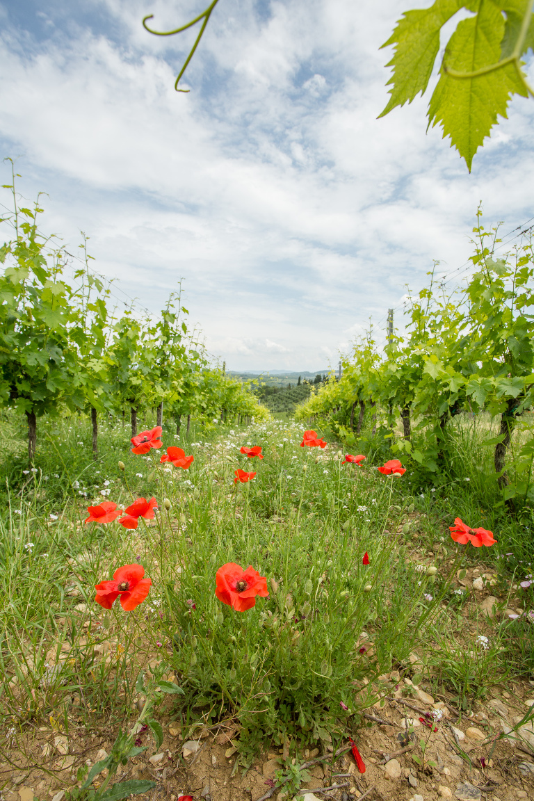 Red poppies Tuscan vinyard
