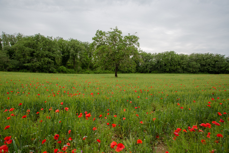 Red poppy field in Tuscany